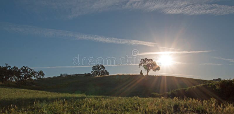 Sole di primo mattino che splende accanto alla quercia della valle sulla collina nel paese di vino di Paso Robles nel Central Val immagini stock Sole di primo mattino che splende accanto alla quercia della valle sulla collina nel paese di vino di Paso Robles nel Central Val immagini stock
