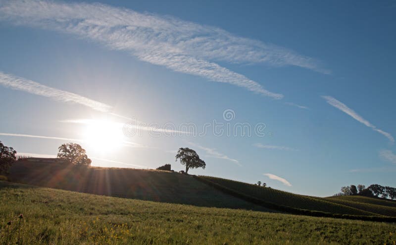 Sole di primo mattino che splende accanto alla quercia della valle sulla collina nel paese di vino di Paso Robles nel Central Val immagine stock libera da diritti Sole di primo mattino che splende accanto alla quercia della valle sulla collina nel paese di vino di Paso Robles nel Central Val immagine stock libera da diritti
