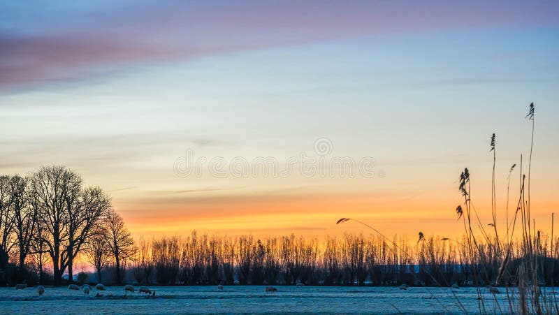 Sole dorato di inverno sugli alberi congelati recinto chiuso nevoso fotografia stock Sole dorato di inverno sugli alberi congelati recinto chiuso nevoso fotografia stock