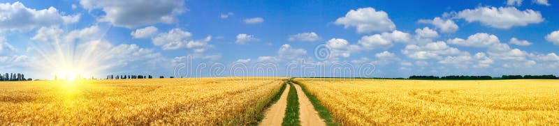 Sole e campo di divertimento in pieno di frumento fotografie stock Sole e campo di divertimento in pieno di frumento fotografie stock
