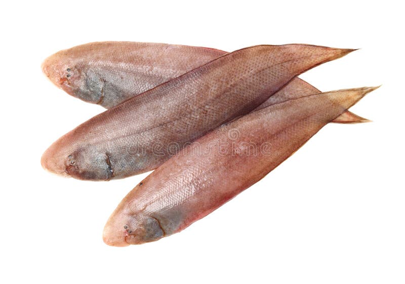 Sole fish stock photo. Image of solea, seafood, white 141449092