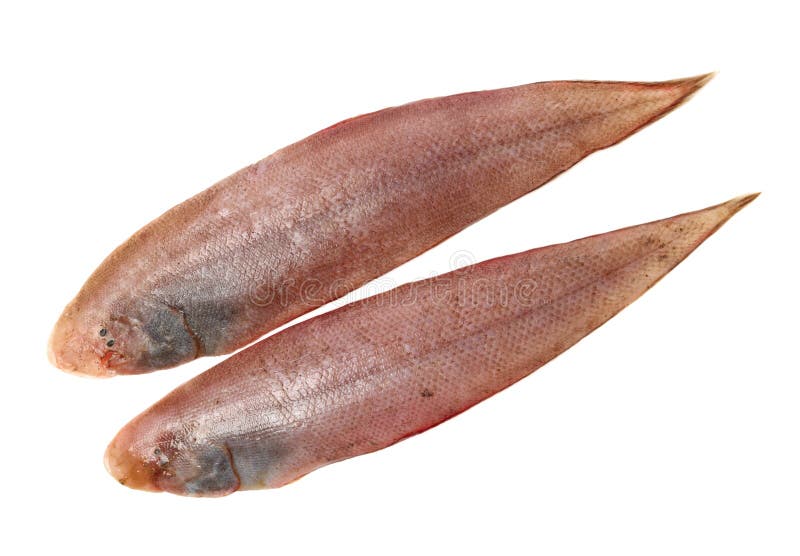 Sole fish stock photo. Image of sole, lenght, fish, horizontal 128897710