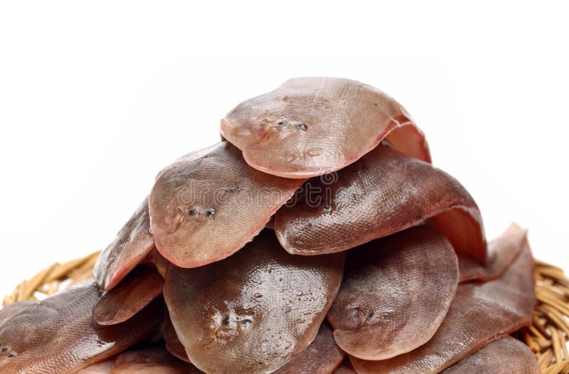Sole fish stock photo. Image of solea, seafood, white 141449092