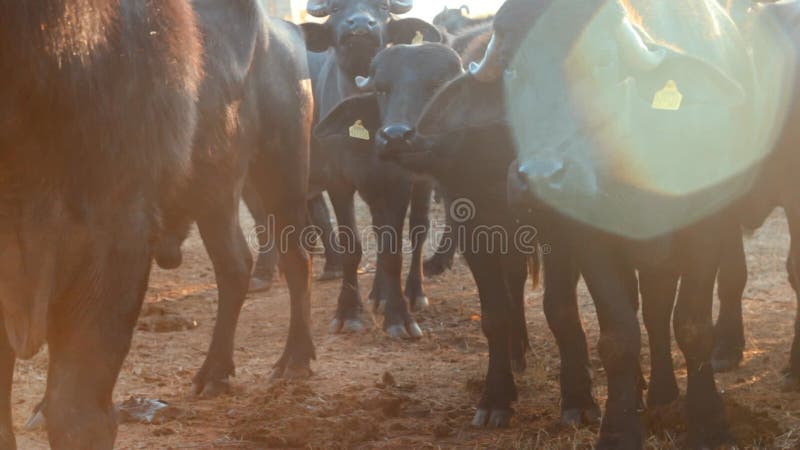 Soleil avec buffle indien ou buffle asiatique domestique regardant groupe de buffle caméra dans la ferme banque de vidéos