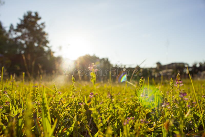 Soleil pourpre d'abrégé sur fleur d'herbe brouillé photo libre de droits Soleil pourpre d'abrégé sur fleur d'herbe brouillé photo libre de droits