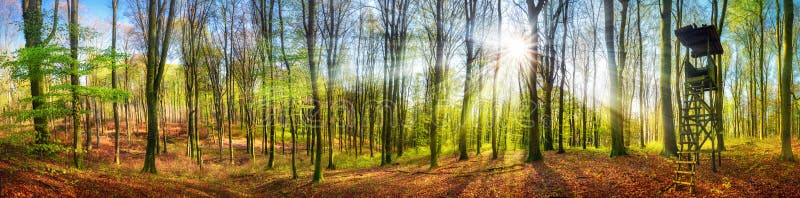 Solen som skiner i en skog på vår, bred panorama royaltyfri foto Solen som skiner i en skog på vår, bred panorama royaltyfri foto