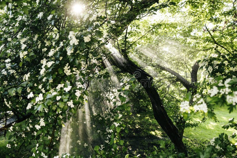 Solens strålar och regnskog royaltyfri bild Solens strålar och regnskog royaltyfri bild