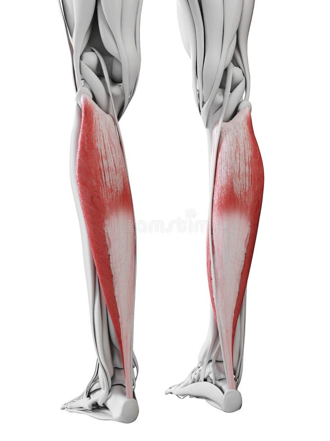 The soleus stock illustration. Illustration of detail 45575877