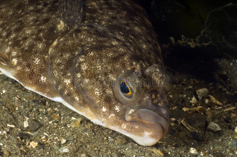 A close up of an arrow tooth flounder. A close up of an arrow tooth flounder