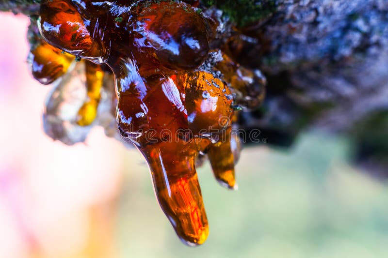 Solid amber resin drops on a cherry tree trunk.