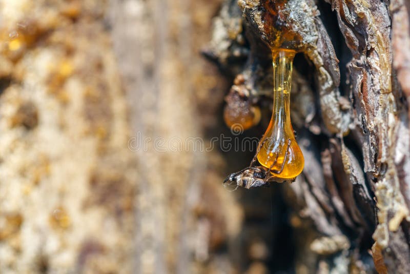 Solid amber resin drops on a tree trunk.