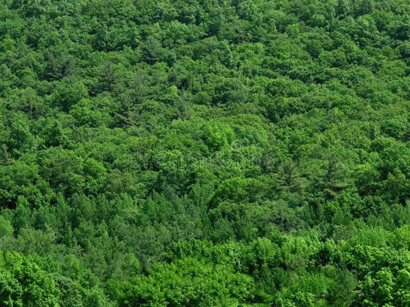 Solid Green Treetops Background. Stock Photo - Image of bush, foliage:  25139634