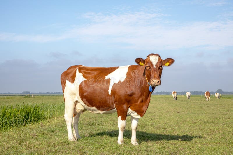 Solid red brown dairy cow stands in a meadow, fully in focus, blue sky, green grass