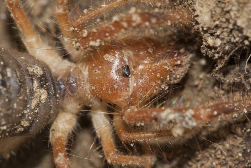 Solifugae är en beställning av djur i grupparachnidana som är bekanta olikt som kamelspindlar, vindskorpioner, solspindlar royaltyfri fotografi Solifugae är en beställning av djur i grupparachnidana som är bekanta olikt som kamelspindlar, vindskorpioner, solspindlar royaltyfri fotografi