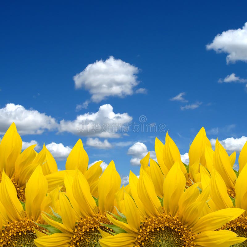 Bright yellow sunflowers on sunny day with white fluffy clouds. Bright yellow sunflowers on sunny day with white fluffy clouds