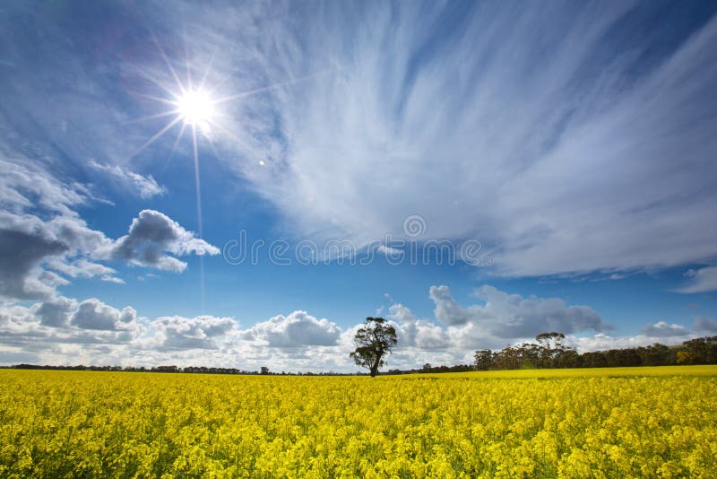 Sunny day in spring, with yellow flowers. blue sky and white cloud. Sunny day in spring, with yellow flowers. blue sky and white cloud.