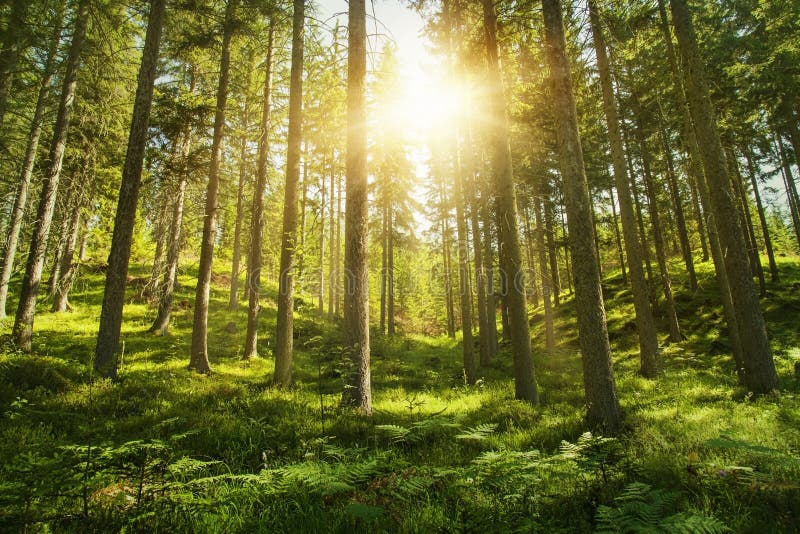 Solig skog arkivfoto