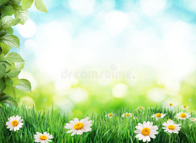 Daisy field in the sunny summer day. Nature background. Daisy field in the sunny summer day. Nature background.