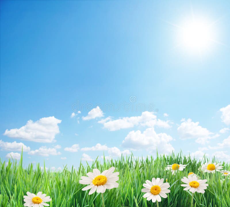 Daisy field in the sunny summer day. Nature background. Daisy field in the sunny summer day. Nature background.