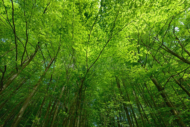 Solig tree för bakbelyst bokträdcanopydag fotografering för bildbyråer