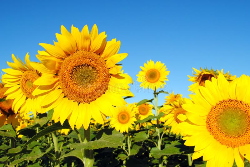 Sunflowers in a field on a Sunny Day. Sunflowers in a field on a Sunny Day