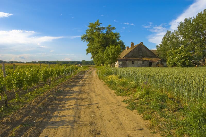 Small country house and corn fields beside the road on the sunny day. There is a vineyard on the other side of the road. Small country house and corn fields beside the road on the sunny day. There is a vineyard on the other side of the road.