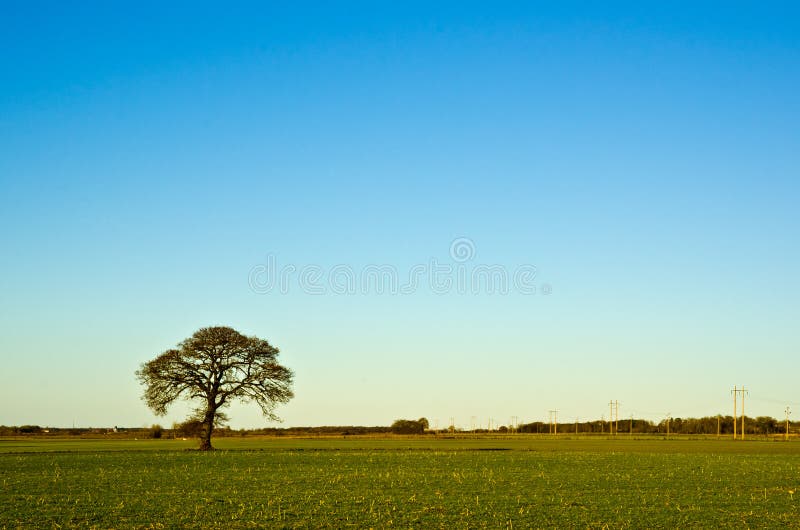 Solitaire oak tree