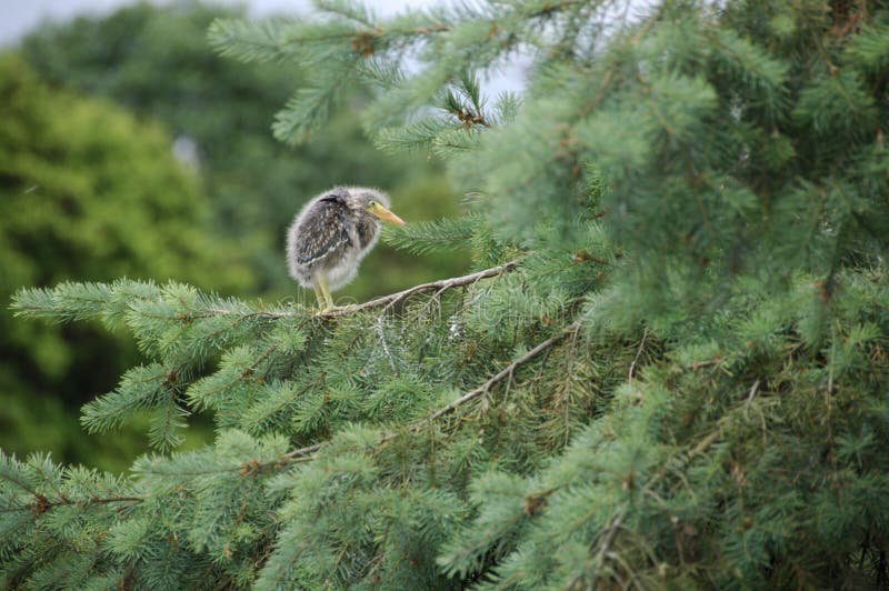 Garça-verde-pequena solitária imagem de stock