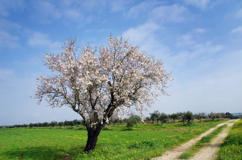 Solitary almond tree in Portugal