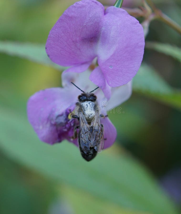 Solitary Bee on Purple Flower Stock Photo Image of hymenoptera