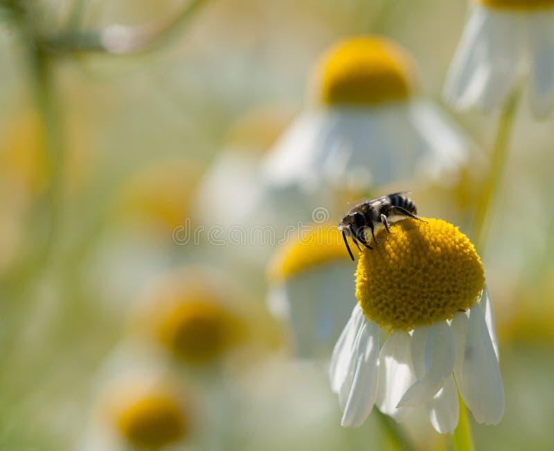 Solitary Bees on Chamomile Flower Stock Photo Image of flower, herb 76757536