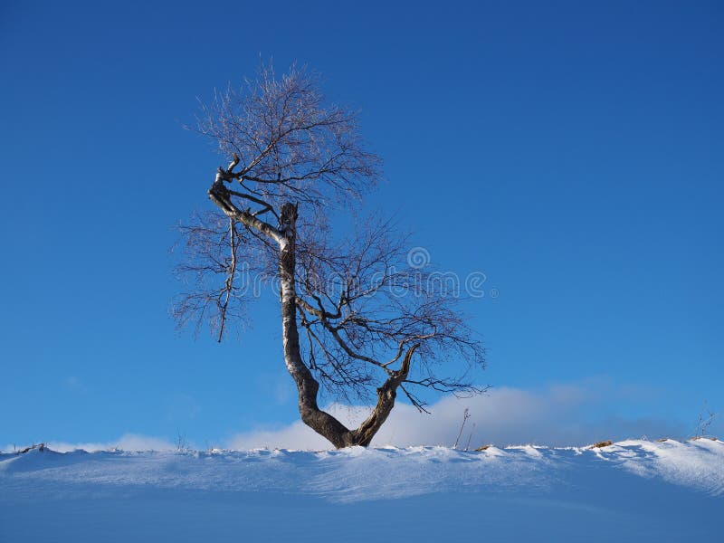 Solitary birch tree lit by the evening sun in front of a blue sky in a snowy winter landscape stock photo Solitary birch tree lit by the evening sun in front of a blue sky in a snowy winter landscape stock photo