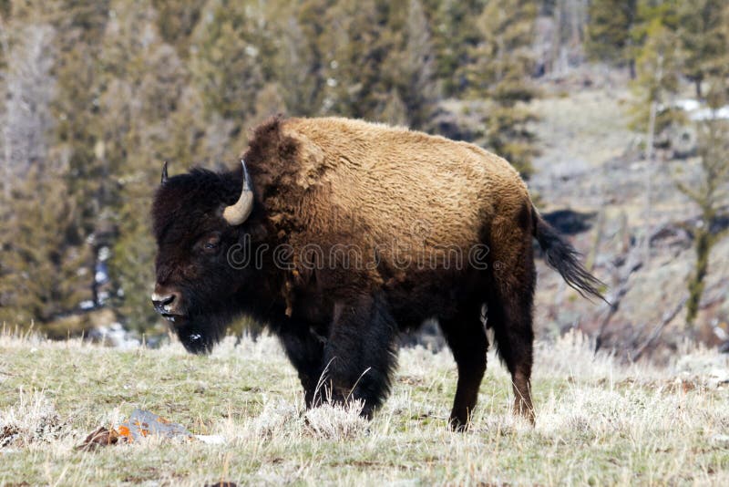 Solitary Bison Grazing On A Mountain royalty free stock images