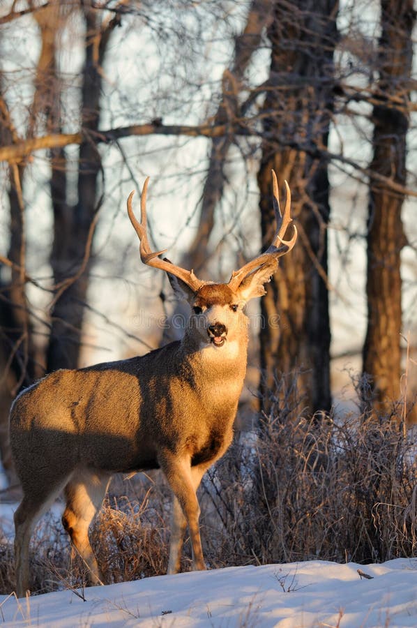 11,778 Standing Buck Deer Stock Photos - Free & Royalty-Free Stock ...