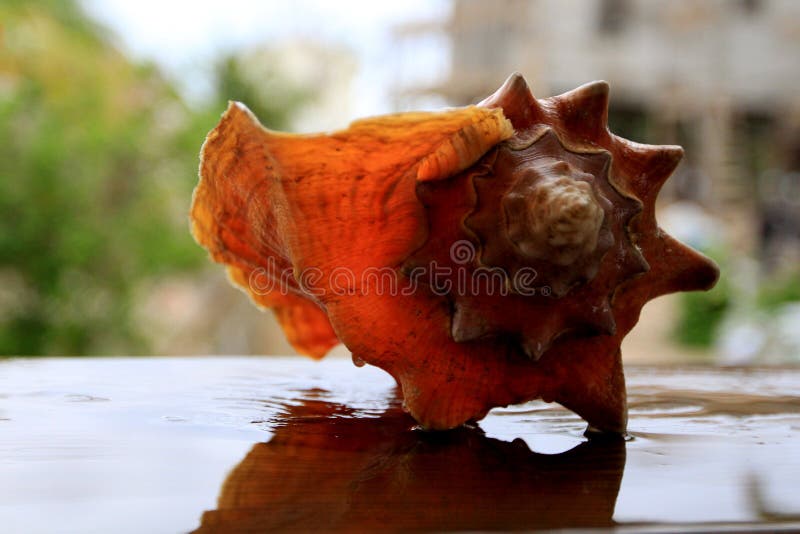 Solitary Conch Shells Stands Alone Stock Image Image of conchs, meat