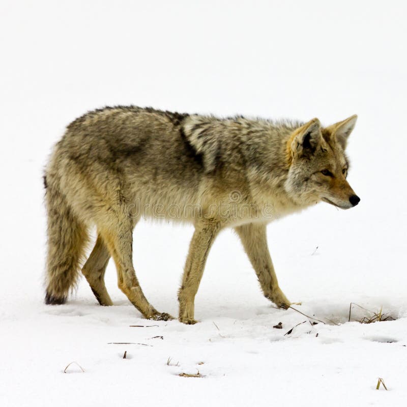 Solitary Coyote Scavenges for Food In Yellowstone