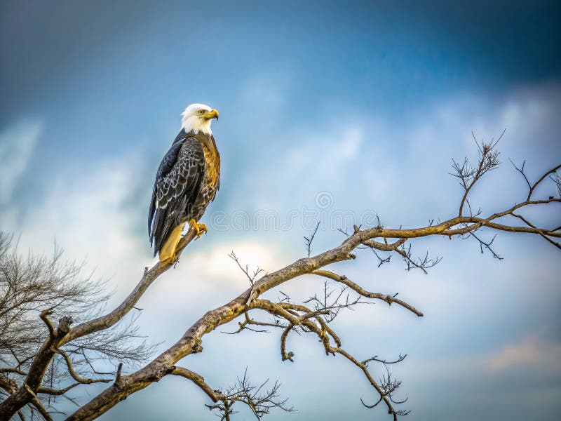 Solitary Eagle on a Bare Branch Ein minimalistisches Meisterwerk der Natur Majestät vereint in atemberaubender Details stock abbildung