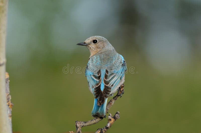 Solitary Female Mountain Bluebird perched