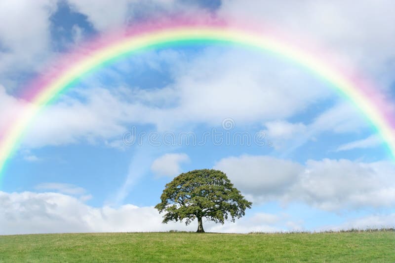 Solitary Oak and Rainbow