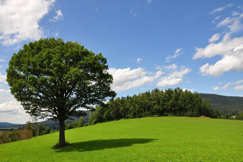 Landscape Scenery with Solitary Tree Stock Image Image of agriculture