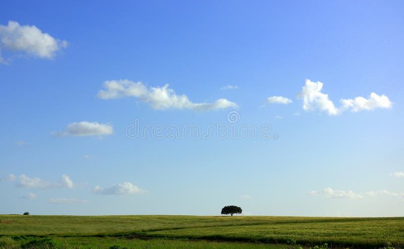 Solitary tree