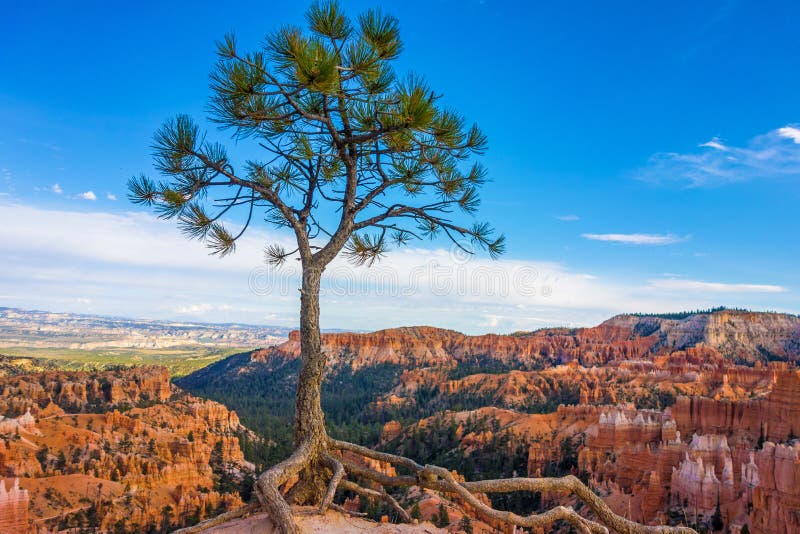 Bellissimo solitario conifere che crescono sul bordo del punto di Tramonto nel parco Nazionale di Bryce Canyon, Utah, stati UNITI.