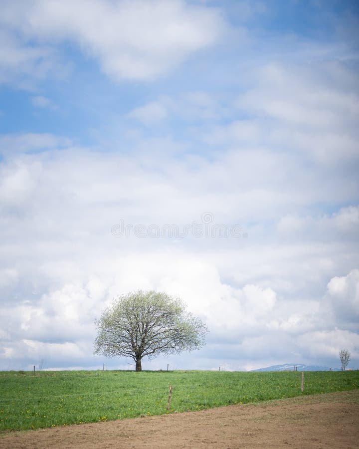 Osamělý strom na venkově pole s modrou oblohou a nějaké mraky za ním, vertikální evropa