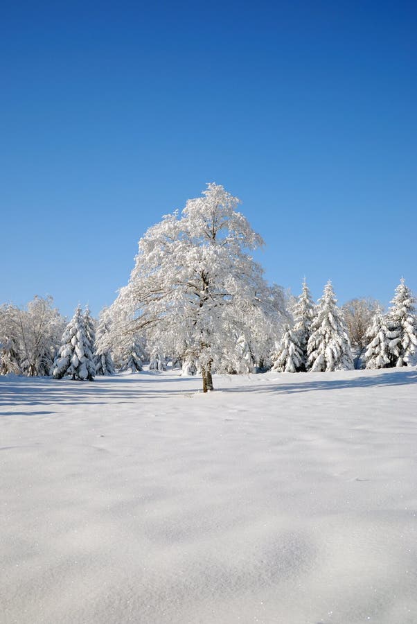 Solitary tree covered with snow royalty free stock photos