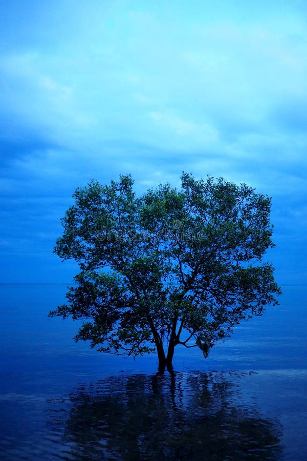 Solitary tree in the water stock photo. Image of water 91079218
