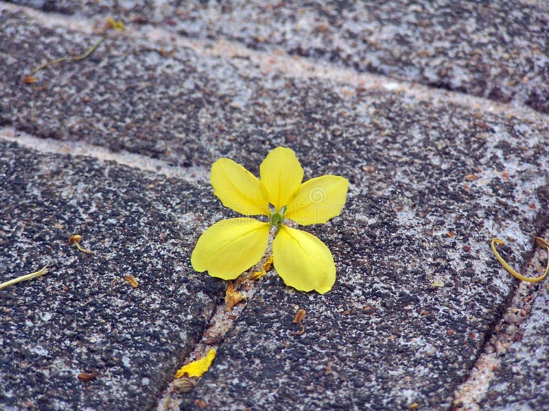 Solitary yellow stock images Solitary yellow stock images