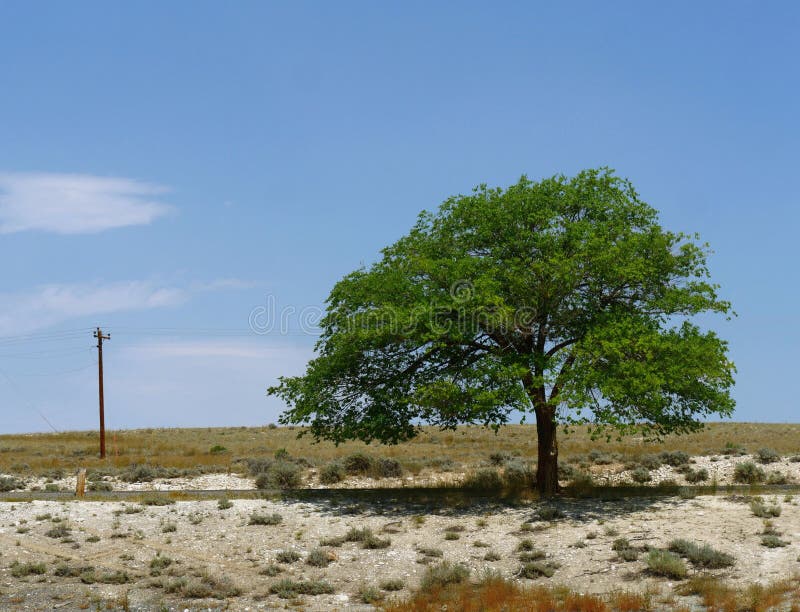 Solitary Tree Growing Along the Road in Wyoming Stock Photo Image of