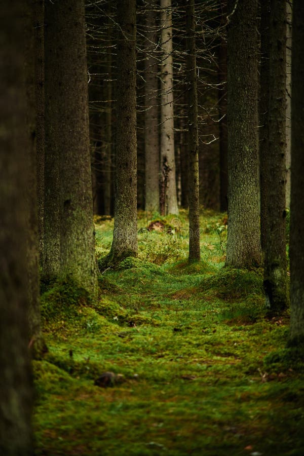 Solljus som strömmar till och med en pinjeskog royaltyfri fotografi Solljus som strömmar till och med en pinjeskog royaltyfri fotografi