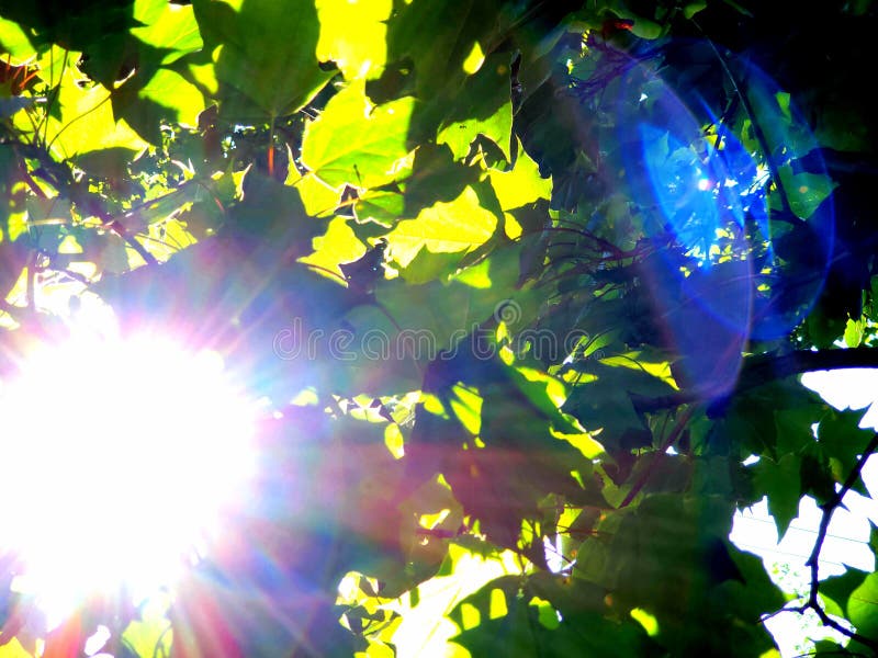 Sun light through maple tree leaves with lens glare. Sun light through maple tree leaves with lens glare