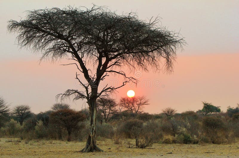 Solnedgång - afrikanska gåtor royaltyfri foto